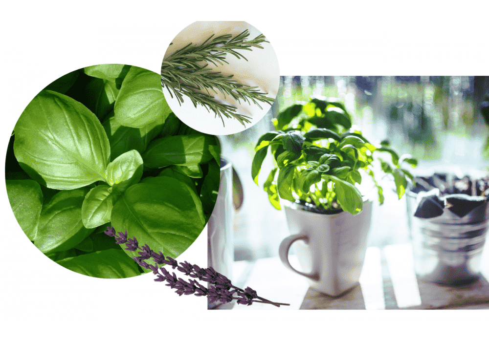 The easiest herbs to grow indoors