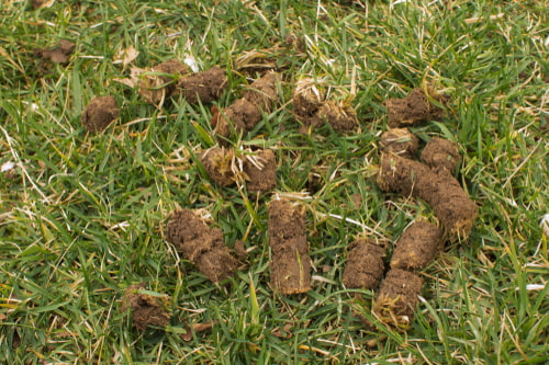 Aerated soil plugs