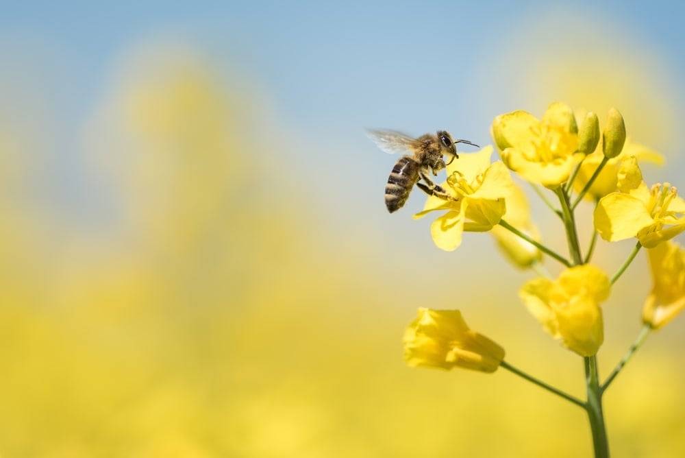 Bee on a yellow flower