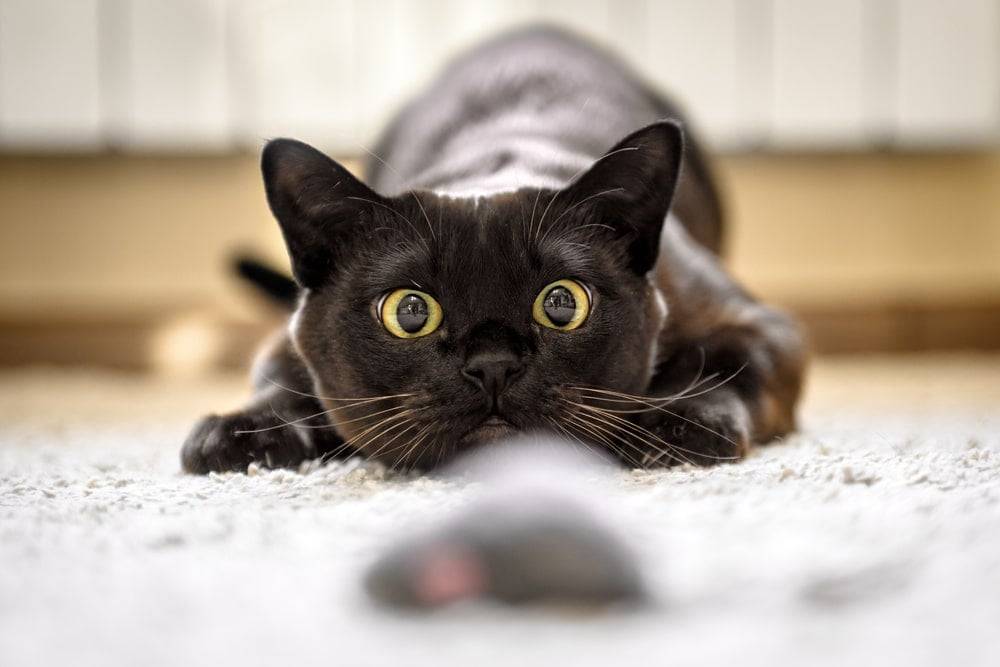 Black cat playing with a toy mouse