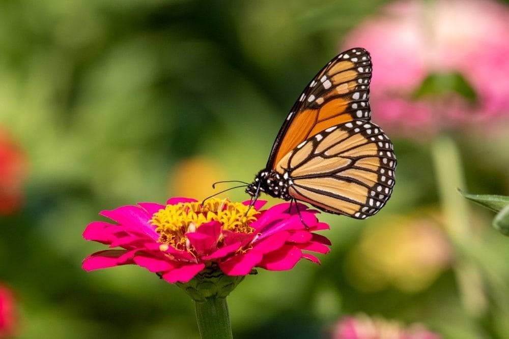 Butterfly on a fuschia