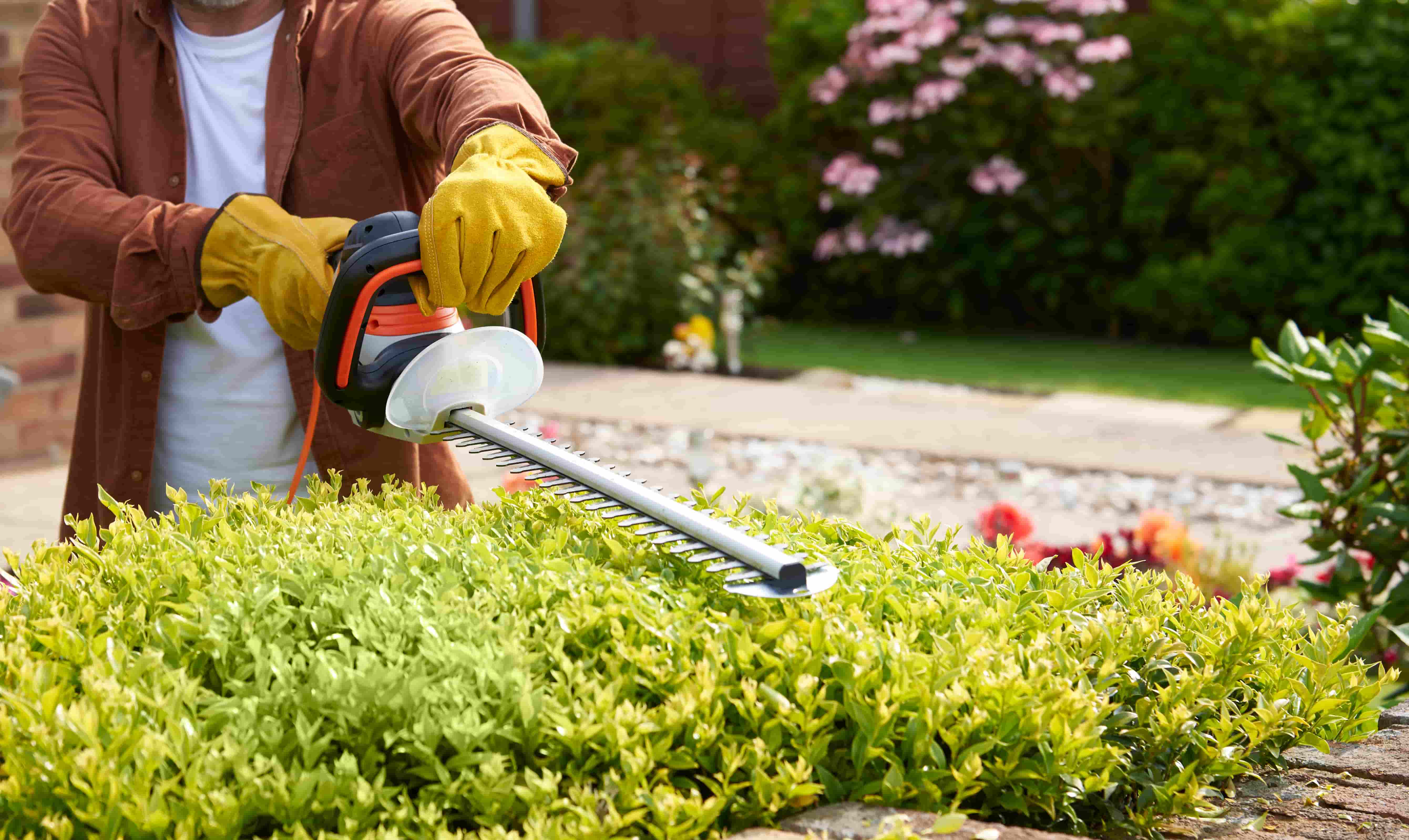 Man cutting hedge with corded hedge trimmer
