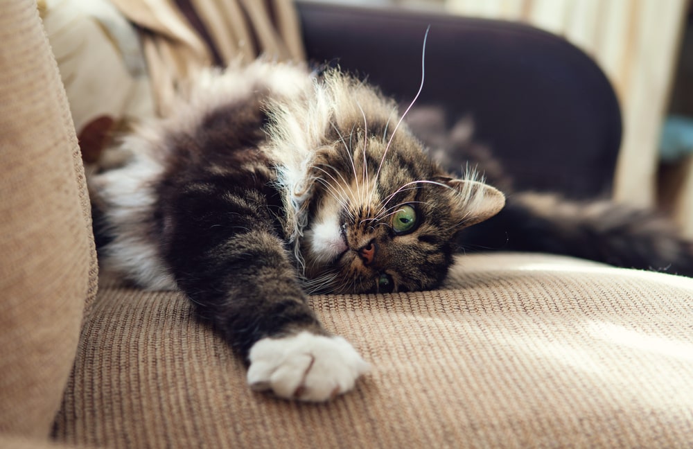 Fluffy tabby cat scratching a sofa