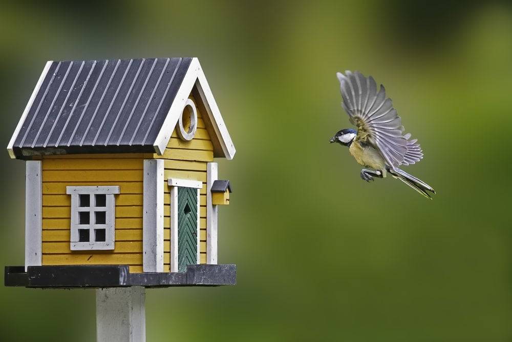 Kingfisher flying to a colourful birdhouse