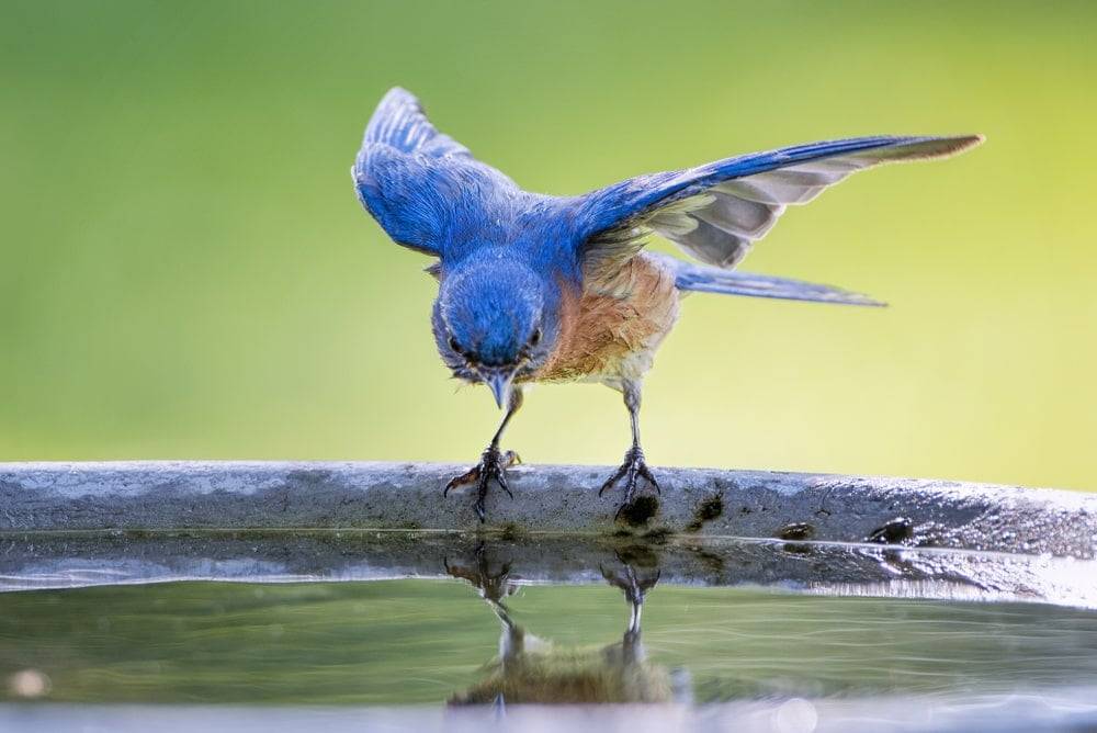 Small blue bird drinking from a birdbath