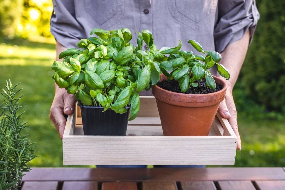 Woman holding two basil plants on a wooden tray