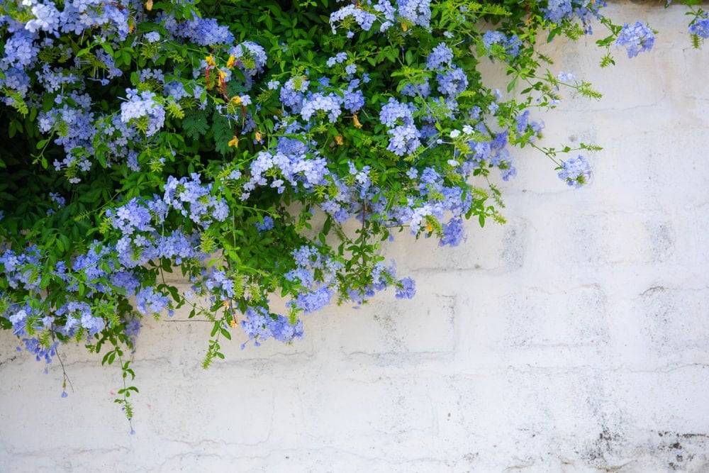 Violet flowers hanging over a white wall