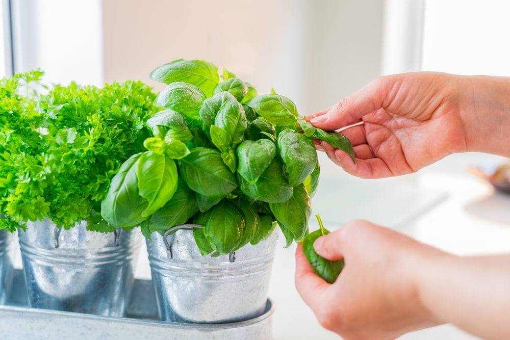 Woman feeling wet basil leaves
