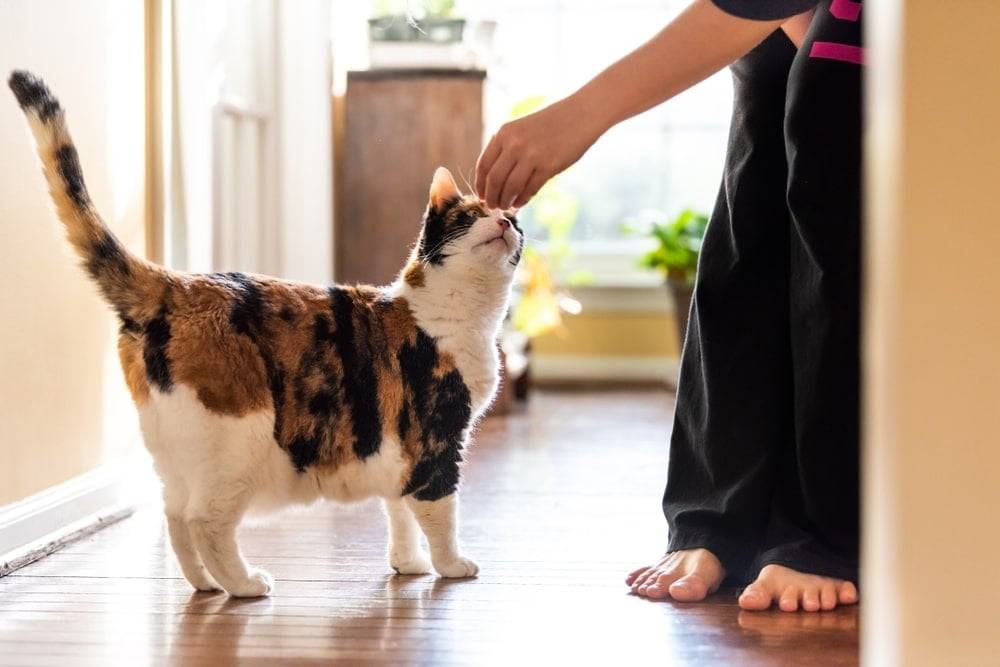 Woman giving calico cat a treat