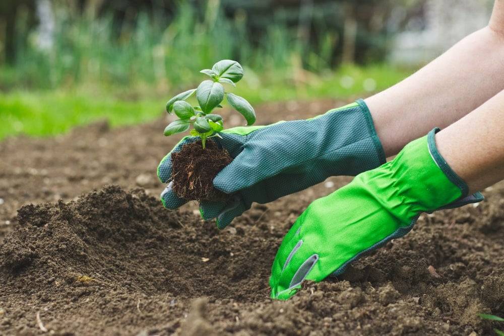 Woman planting basil in soil 
