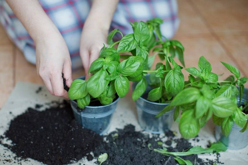 Woman re-potting basil plants