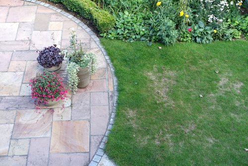 Patchy grass
