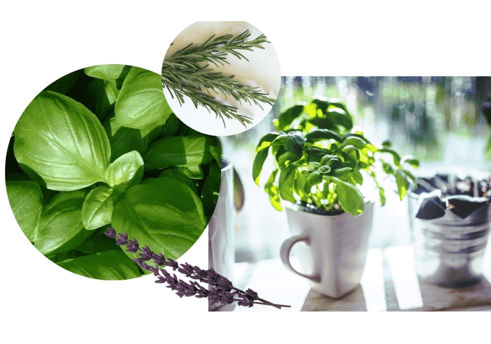 the easiest herbs to grow indoors post image
